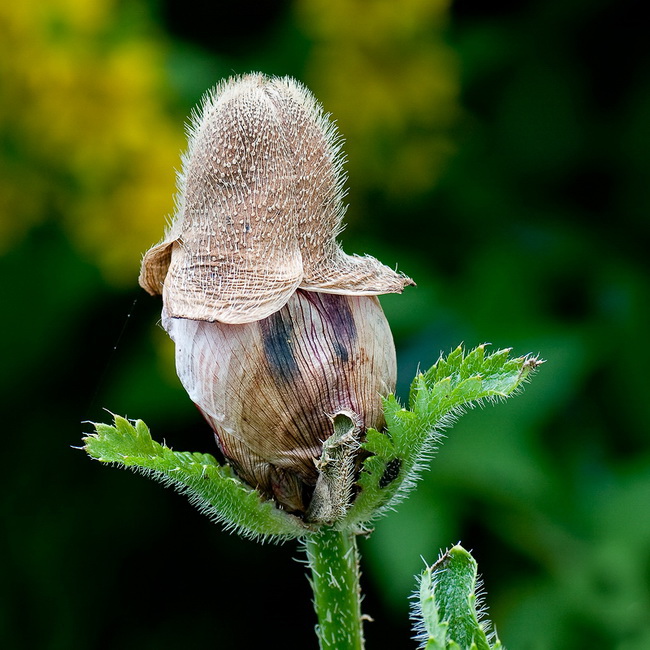 24 Blume-D34_8153_Bildgröße ändern.jpg